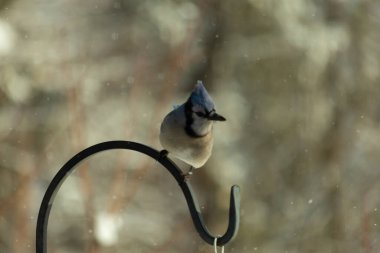 Bu güzel mavi karga bu resimdeki metal kancaya tünemişti. Bu kuşun etrafına kar taneleri yağıyor. Tüylerinin renkleri göze çarpıyor. Mohawk 'ı dimdik ayakta duruyor..