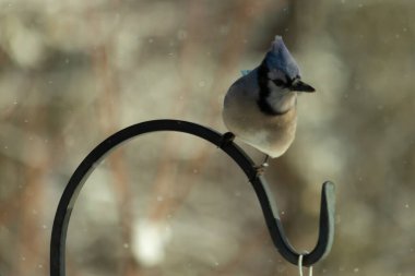 Bu güzel mavi karga bu resimdeki metal kancaya tünemişti. Bu kuşun etrafına kar taneleri yağıyor. Tüylerinin renkleri göze çarpıyor. Mohawk 'ı dimdik ayakta duruyor..