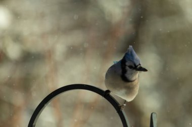 Bu güzel mavi karga bu resimdeki metal kancaya tünemişti. Bu kuşun etrafına kar taneleri yağıyor. Tüylerinin renkleri göze çarpıyor. Mohawk 'ı dimdik ayakta duruyor..