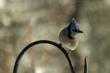 Bu güzel mavi karga bu resimdeki metal kancaya tünemişti. Bu kuşun etrafına kar taneleri yağıyor. Tüylerinin renkleri göze çarpıyor. Mohawk 'ı dimdik ayakta duruyor..