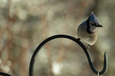 Bu güzel mavi karga bu resimdeki metal kancaya tünemişti. Bu kuşun etrafına kar taneleri yağıyor. Tüylerinin renkleri göze çarpıyor. Mohawk 'ı dimdik ayakta duruyor..
