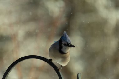 Bu güzel mavi karga bu resimdeki metal kancaya tünemişti. Bu kuşun etrafına kar taneleri yağıyor. Tüylerinin renkleri göze çarpıyor. Mohawk 'ı dimdik ayakta duruyor..