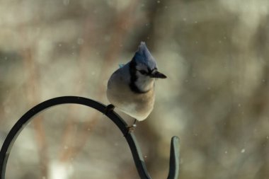 Bu güzel mavi karga bu resimdeki metal kancaya tünemişti. Bu kuşun etrafına kar taneleri yağıyor. Tüylerinin renkleri göze çarpıyor. Mohawk 'ı dimdik ayakta duruyor..