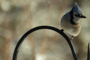 Bu güzel mavi karga bu resimdeki metal kancaya tünemişti. Bu kuşun etrafına kar taneleri yağıyor. Tüylerinin renkleri göze çarpıyor. Mohawk 'ı dimdik ayakta duruyor..