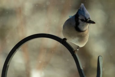Bu güzel mavi karga bu resimdeki metal kancaya tünemişti. Bu kuşun etrafına kar taneleri yağıyor. Tüylerinin renkleri göze çarpıyor. Mohawk 'ı dimdik ayakta duruyor..