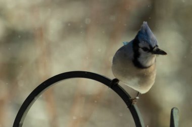 Bu güzel mavi karga bu resimdeki metal kancaya tünemişti. Bu kuşun etrafına kar taneleri yağıyor. Tüylerinin renkleri göze çarpıyor. Mohawk 'ı dimdik ayakta duruyor..