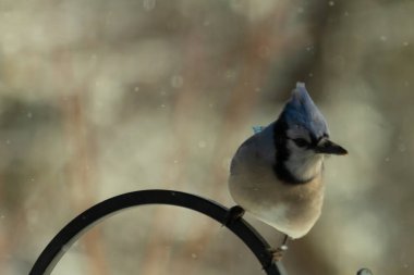 Bu güzel mavi karga bu resimdeki metal kancaya tünemişti. Bu kuşun etrafına kar taneleri yağıyor. Tüylerinin renkleri göze çarpıyor. Mohawk 'ı dimdik ayakta duruyor..