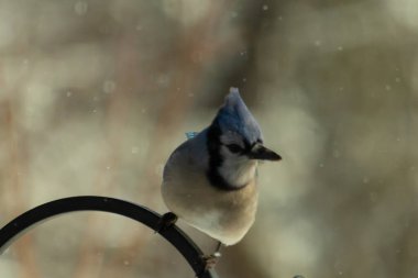 Bu güzel mavi karga bu resimdeki metal kancaya tünemişti. Bu kuşun etrafına kar taneleri yağıyor. Tüylerinin renkleri göze çarpıyor. Mohawk 'ı dimdik ayakta duruyor..
