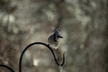 Bu güzel mavi karga bu resimdeki metal kancaya tünemişti. Bu kuşun etrafına kar taneleri yağıyor. Tüylerinin renkleri göze çarpıyor. Mohawk 'ı dimdik ayakta duruyor..