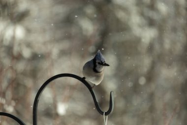 Bu güzel mavi karga bu resimdeki metal kancaya tünemişti. Bu kuşun etrafına kar taneleri yağıyor. Tüylerinin renkleri göze çarpıyor. Mohawk 'ı dimdik ayakta duruyor..