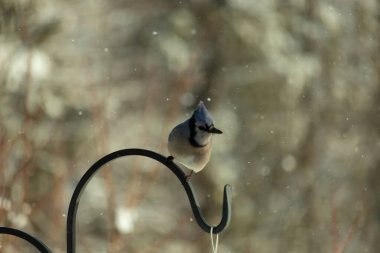 Bu güzel mavi karga bu resimdeki metal kancaya tünemişti. Bu kuşun etrafına kar taneleri yağıyor. Tüylerinin renkleri göze çarpıyor. Mohawk 'ı dimdik ayakta duruyor..