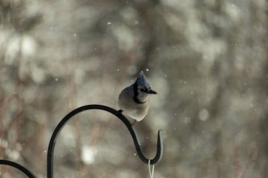 Bu güzel mavi karga bu resimdeki metal kancaya tünemişti. Bu kuşun etrafına kar taneleri yağıyor. Tüylerinin renkleri göze çarpıyor. Mohawk 'ı dimdik ayakta duruyor..