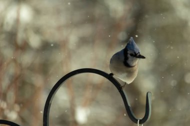 Bu güzel mavi karga bu resimdeki metal kancaya tünemişti. Bu kuşun etrafına kar taneleri yağıyor. Tüylerinin renkleri göze çarpıyor. Mohawk 'ı dimdik ayakta duruyor..