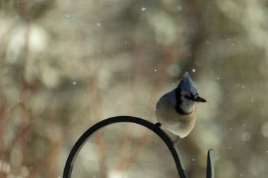 Bu güzel mavi karga bu resimdeki metal kancaya tünemişti. Bu kuşun etrafına kar taneleri yağıyor. Tüylerinin renkleri göze çarpıyor. Mohawk 'ı dimdik ayakta duruyor..