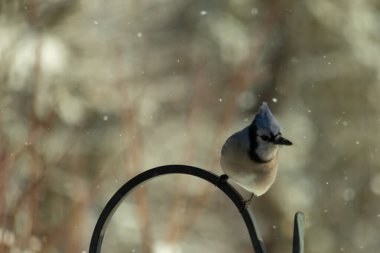 Bu güzel mavi karga bu resimdeki metal kancaya tünemişti. Bu kuşun etrafına kar taneleri yağıyor. Tüylerinin renkleri göze çarpıyor. Mohawk 'ı dimdik ayakta duruyor..