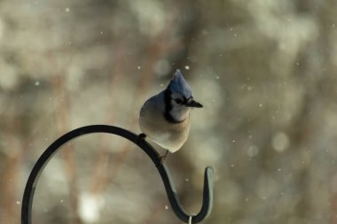 Bu güzel mavi karga bu resimdeki metal kancaya tünemişti. Bu kuşun etrafına kar taneleri yağıyor. Tüylerinin renkleri göze çarpıyor. Mohawk 'ı dimdik ayakta duruyor..