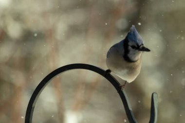 Bu güzel mavi karga bu resimdeki metal kancaya tünemişti. Bu kuşun etrafına kar taneleri yağıyor. Tüylerinin renkleri göze çarpıyor. Mohawk 'ı dimdik ayakta duruyor..