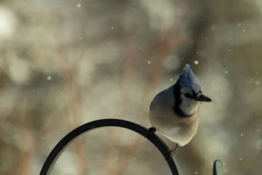 Bu güzel mavi karga bu resimdeki metal kancaya tünemişti. Bu kuşun etrafına kar taneleri yağıyor. Tüylerinin renkleri göze çarpıyor. Mohawk 'ı dimdik ayakta duruyor..