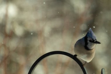 Bu güzel mavi karga bu resimdeki metal kancaya tünemişti. Bu kuşun etrafına kar taneleri yağıyor. Tüylerinin renkleri göze çarpıyor. Mohawk 'ı dimdik ayakta duruyor..