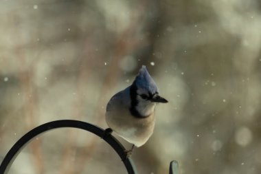 Bu güzel mavi karga bu resimdeki metal kancaya tünemişti. Bu kuşun etrafına kar taneleri yağıyor. Tüylerinin renkleri göze çarpıyor. Mohawk 'ı dimdik ayakta duruyor..