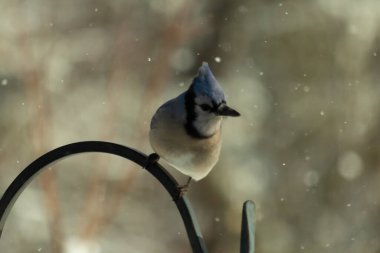 Bu güzel mavi karga bu resimdeki metal kancaya tünemişti. Bu kuşun etrafına kar taneleri yağıyor. Tüylerinin renkleri göze çarpıyor. Mohawk 'ı dimdik ayakta duruyor..