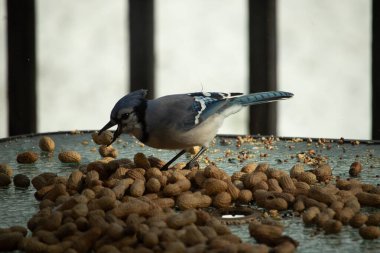 Bu güzel mavi alakarga yemek için bu cam masadaydı. Bu kuşun her yerinde yer fıstığı ve kuş yemi vardı. Bu korvid siyah, mavi ve beyaz tüyleriyle oldukça renkli..