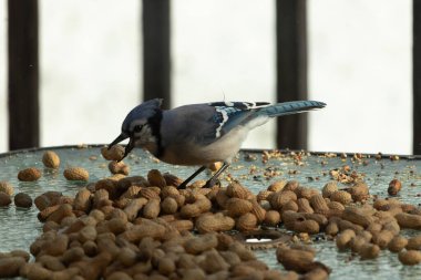 Bu güzel mavi alakarga yemek için bu cam masadaydı. Bu kuşun her yerinde yer fıstığı ve kuş yemi vardı. Bu korvid siyah, mavi ve beyaz tüyleriyle oldukça renkli..