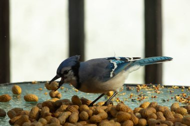 Bu güzel mavi alakarga yemek için bu cam masadaydı. Bu kuşun her yerinde yer fıstığı ve kuş yemi vardı. Bu korvid siyah, mavi ve beyaz tüyleriyle oldukça renkli..