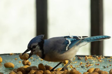 Bu güzel mavi alakarga yemek için bu cam masadaydı. Bu kuşun her yerinde yer fıstığı ve kuş yemi vardı. Bu korvid siyah, mavi ve beyaz tüyleriyle oldukça renkli..