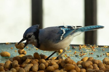 Bu güzel mavi alakarga yemek için bu cam masadaydı. Bu kuşun her yerinde yer fıstığı ve kuş yemi vardı. Bu korvid siyah, mavi ve beyaz tüyleriyle oldukça renkli..