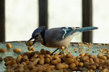 Bu güzel mavi alakarga yemek için bu cam masadaydı. Bu kuşun her yerinde yer fıstığı ve kuş yemi vardı. Bu korvid siyah, mavi ve beyaz tüyleriyle oldukça renkli..