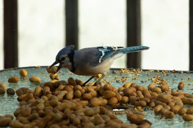 Bu güzel mavi alakarga yemek için bu cam masadaydı. Bu kuşun her yerinde yer fıstığı ve kuş yemi vardı. Bu korvid siyah, mavi ve beyaz tüyleriyle oldukça renkli..
