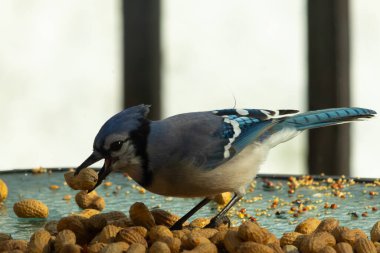Bu güzel mavi alakarga yemek için bu cam masadaydı. Bu kuşun her yerinde yer fıstığı ve kuş yemi vardı. Bu korvid siyah, mavi ve beyaz tüyleriyle oldukça renkli..