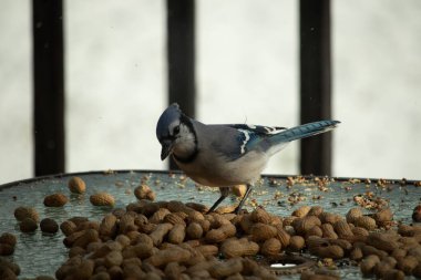 Bu güzel mavi alakarga yemek için bu cam masadaydı. Bu kuşun her yerinde yer fıstığı ve kuş yemi vardı. Bu korvid siyah, mavi ve beyaz tüyleriyle oldukça renkli..