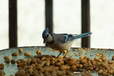 Bu güzel mavi alakarga yemek için bu cam masadaydı. Bu kuşun her yerinde yer fıstığı ve kuş yemi vardı. Bu korvid siyah, mavi ve beyaz tüyleriyle oldukça renkli..