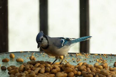 Bu güzel mavi alakarga yemek için bu cam masadaydı. Bu kuşun her yerinde yer fıstığı ve kuş yemi vardı. Bu korvid siyah, mavi ve beyaz tüyleriyle oldukça renkli..