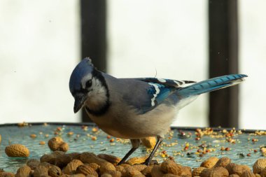 Bu güzel mavi alakarga yemek için bu cam masadaydı. Bu kuşun her yerinde yer fıstığı ve kuş yemi vardı. Bu korvid siyah, mavi ve beyaz tüyleriyle oldukça renkli..
