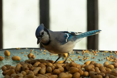 Bu güzel mavi alakarga yemek için bu cam masadaydı. Bu kuşun her yerinde yer fıstığı ve kuş yemi vardı. Bu korvid siyah, mavi ve beyaz tüyleriyle oldukça renkli..