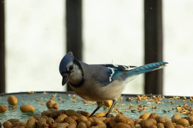 Bu güzel mavi alakarga yemek için bu cam masadaydı. Bu kuşun her yerinde yer fıstığı ve kuş yemi vardı. Bu korvid siyah, mavi ve beyaz tüyleriyle oldukça renkli..