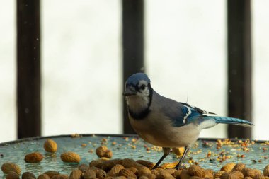 Bu güzel mavi alakarga yemek için bu cam masadaydı. Bu kuşun her yerinde yer fıstığı ve kuş yemi vardı. Bu korvid siyah, mavi ve beyaz tüyleriyle oldukça renkli..