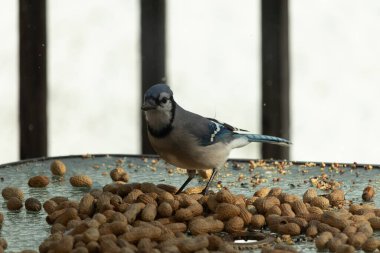 Bu güzel mavi alakarga yemek için bu cam masadaydı. Bu kuşun her yerinde yer fıstığı ve kuş yemi vardı. Bu korvid siyah, mavi ve beyaz tüyleriyle oldukça renkli..