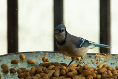 Bu güzel mavi alakarga yemek için bu cam masadaydı. Bu kuşun her yerinde yer fıstığı ve kuş yemi vardı. Bu korvid siyah, mavi ve beyaz tüyleriyle oldukça renkli..