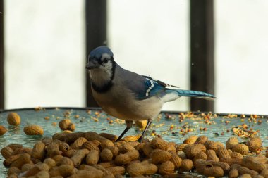 Bu güzel mavi alakarga yemek için bu cam masadaydı. Bu kuşun her yerinde yer fıstığı ve kuş yemi vardı. Bu korvid siyah, mavi ve beyaz tüyleriyle oldukça renkli..