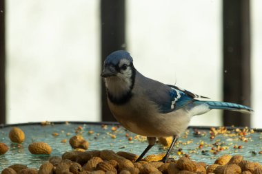Bu güzel mavi alakarga yemek için bu cam masadaydı. Bu kuşun her yerinde yer fıstığı ve kuş yemi vardı. Bu korvid siyah, mavi ve beyaz tüyleriyle oldukça renkli..