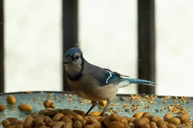 Bu güzel mavi alakarga yemek için bu cam masadaydı. Bu kuşun her yerinde yer fıstığı ve kuş yemi vardı. Bu korvid siyah, mavi ve beyaz tüyleriyle oldukça renkli..