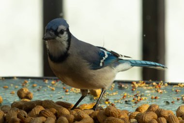 Bu güzel mavi alakarga yemek için bu cam masadaydı. Bu kuşun her yerinde yer fıstığı ve kuş yemi vardı. Bu korvid siyah, mavi ve beyaz tüyleriyle oldukça renkli..