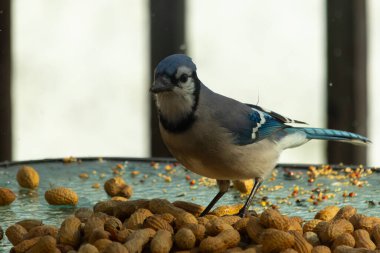 Bu güzel mavi alakarga yemek için bu cam masadaydı. Bu kuşun her yerinde yer fıstığı ve kuş yemi vardı. Bu korvid siyah, mavi ve beyaz tüyleriyle oldukça renkli..