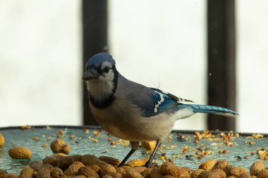 Bu güzel mavi alakarga yemek için bu cam masadaydı. Bu kuşun her yerinde yer fıstığı ve kuş yemi vardı. Bu korvid siyah, mavi ve beyaz tüyleriyle oldukça renkli..