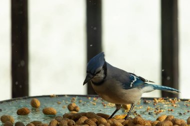Bu güzel mavi alakarga yemek için bu cam masadaydı. Bu kuşun her yerinde yer fıstığı ve kuş yemi vardı. Bu korvid siyah, mavi ve beyaz tüyleriyle oldukça renkli..