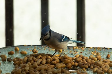 Bu güzel mavi alakarga yemek için bu cam masadaydı. Bu kuşun her yerinde yer fıstığı ve kuş yemi vardı. Bu korvid siyah, mavi ve beyaz tüyleriyle oldukça renkli..